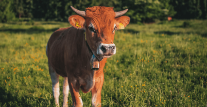 Comment bien entretenir une tondeuse électrique pour bovins ?